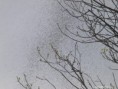 /album/my-local-birding-gallery/millions-of-blackfly-where-on-my-sewage-works-yesterday-jpg/